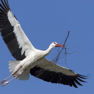 Svētdien Putnu diena Ciemupē